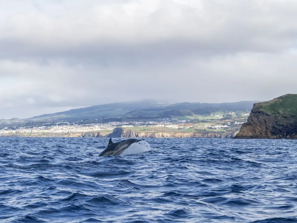 A humpback whale breaches near scenic coastal cliffs under a cloudy sky.