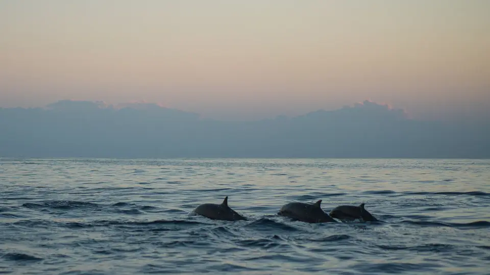 Beautiful view of dolphins swimming peacefully at dawn in a calm sea, capturing serene marine life.