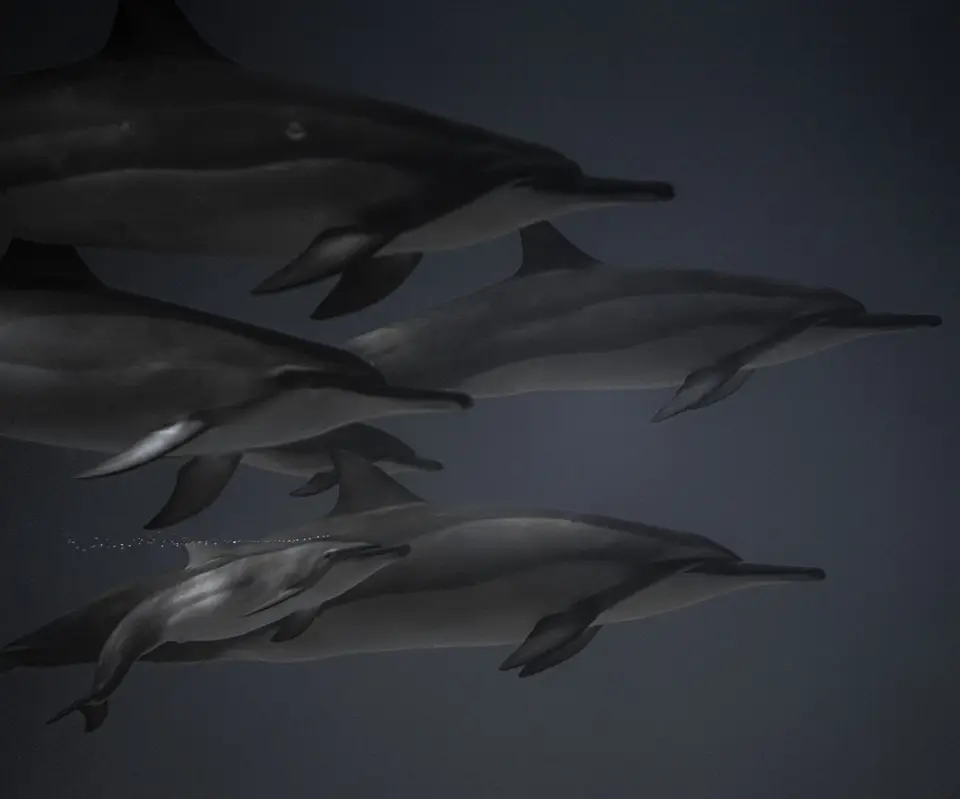 A captivating underwater scene of dolphins gracefully swimming in the ocean.