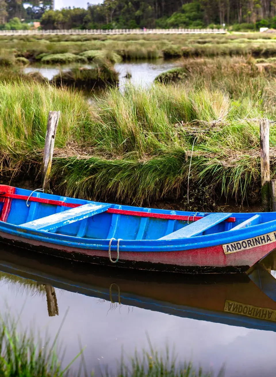 A vibrant traditional moliceiro boat in the scenic canals of Aveiro, surrounded by lush greenery.