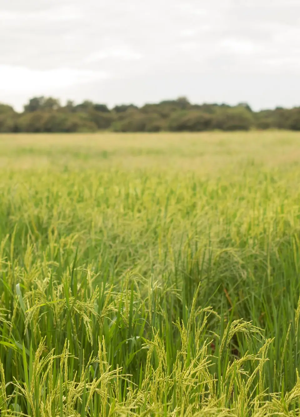Expansive rice paddy field with lush green plants under a cloudy sky in a rural area.