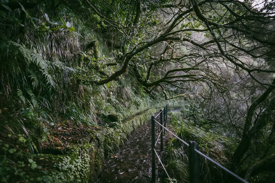 Explore the serene forest trail surrounded by lush greenery and overhanging branches.