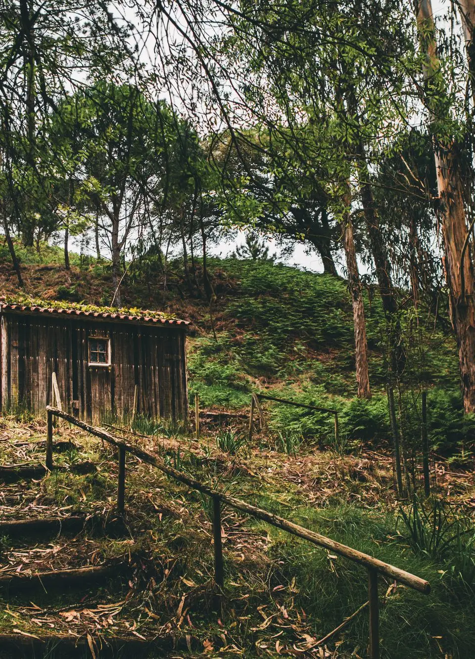 Discover a rustic wooden cabin nestled in the serene forest hills of Mafra, Portugal.