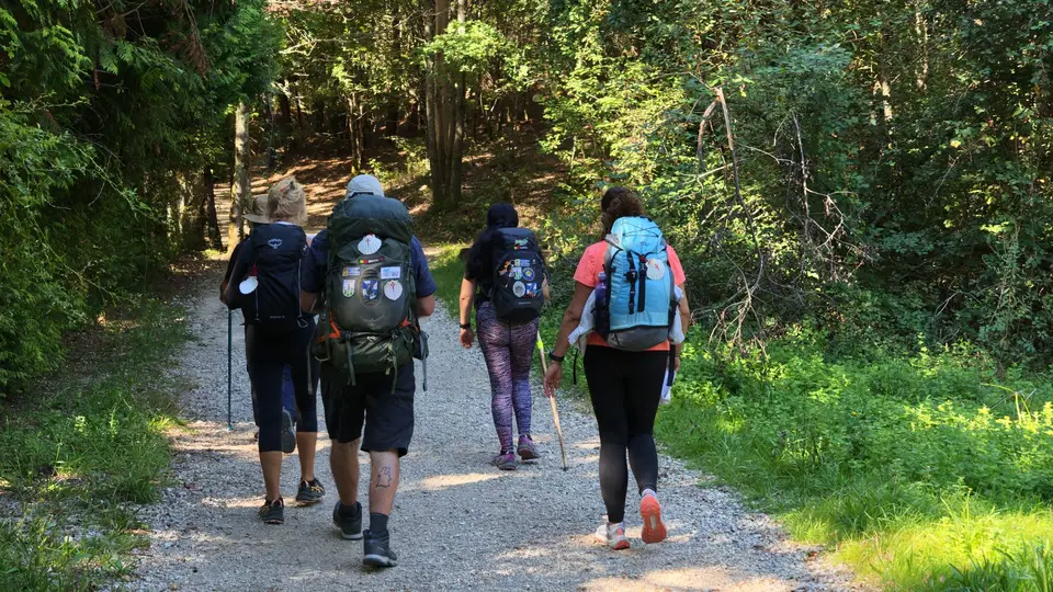 Five adults hiking on a forest trail, equipped with backpacks, enjoying nature.