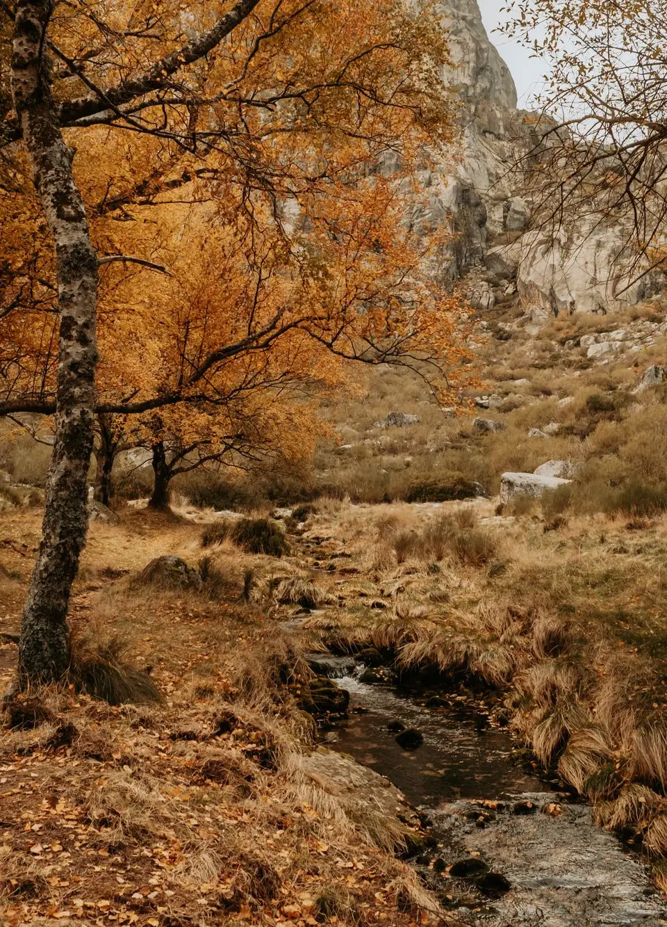 Stunning autumn scenery in Manteigas, Portugal with trees and a flowing stream.