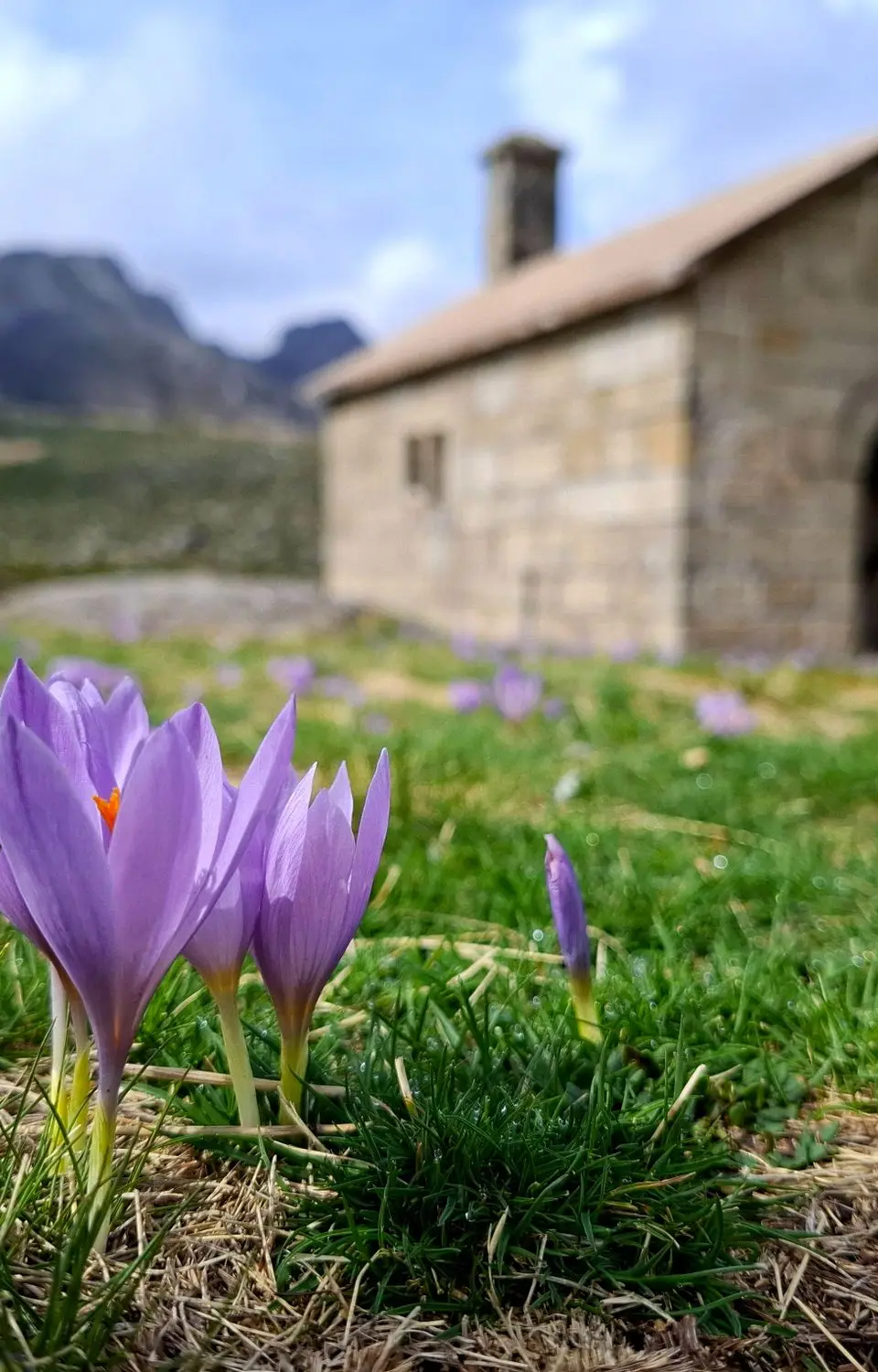 Vibrant crocus blooms in front of an ancient stone building in Manteigas, Portugal.