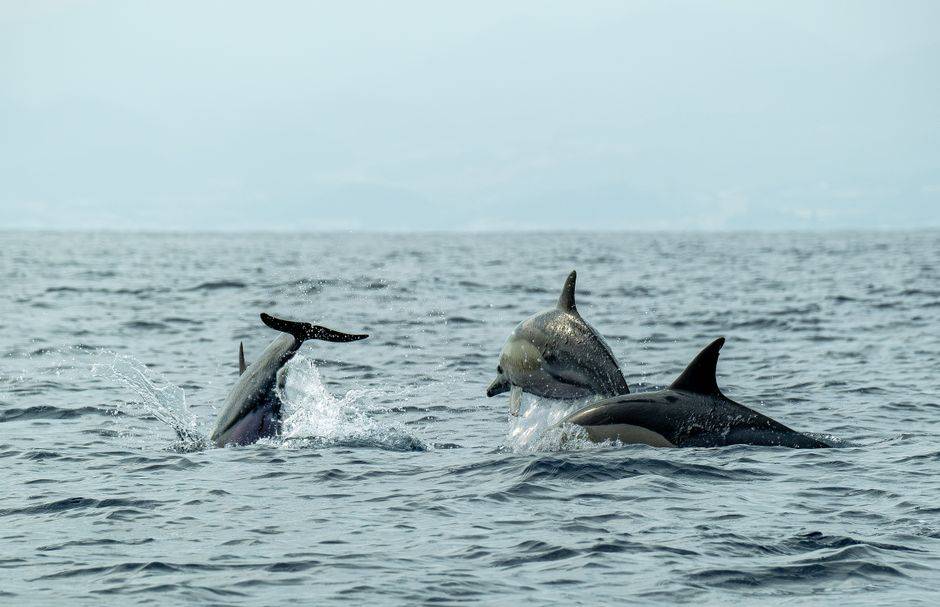 Dolphin Watching in Lagos with a Marine Biologist