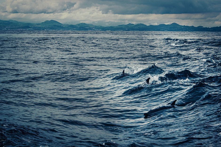 Dolphin Watching in Lagos with a Marine Biologist — 2