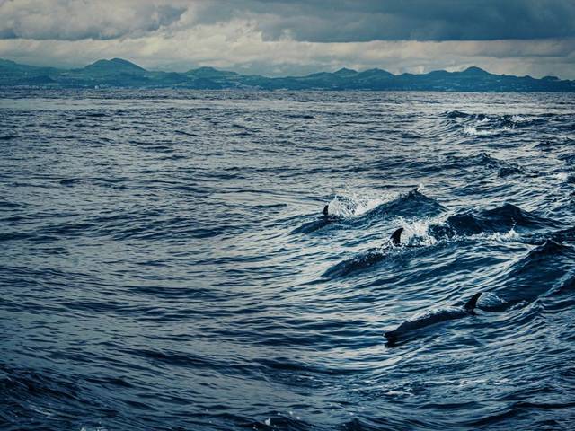 Dolphin Watching in Lagos with a Marine Biologist — 2
