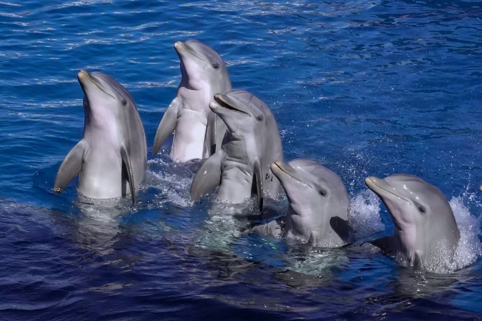Dolphin Watching in Lagos with a Marine Biologist — 3
