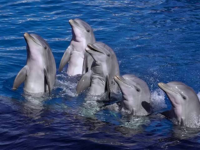 Dolphin Watching in Lagos with a Marine Biologist — 3