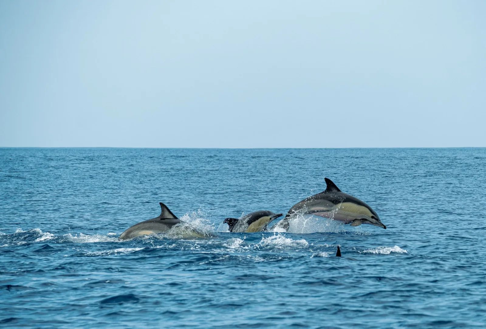 Combo Benagil e Observação de Golfinhos com Biólogo Marinho — 2