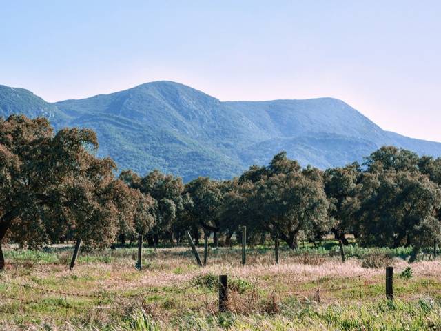 Excursion privée dans l’Arrábida et à Sesimbra avec visite de 2 domaines viticoles — 3