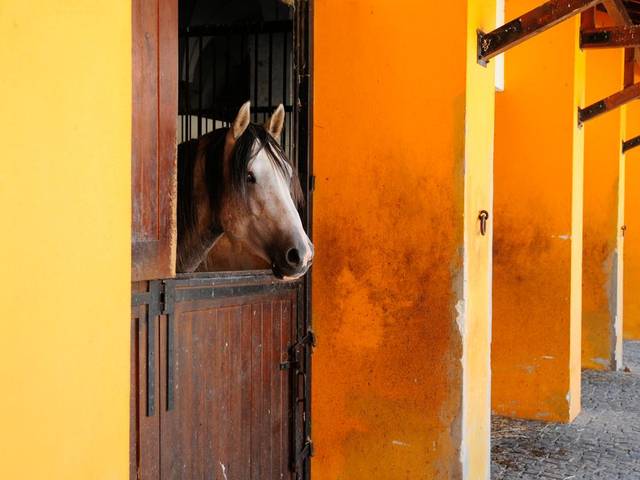 Ribatejo — día completo (8 h) — 3
