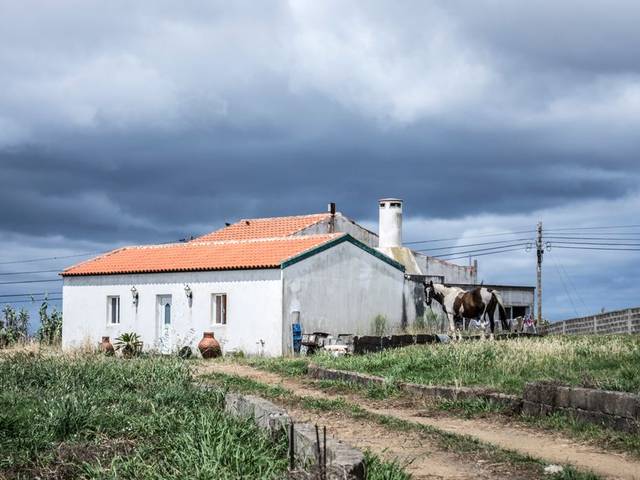 Golegã, Столица коней — полдня (5 ч) — 2